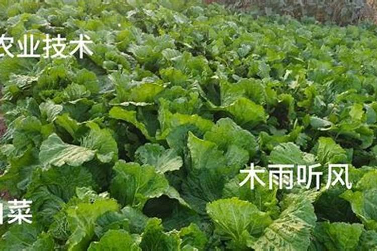 白菜最忌什么化肥