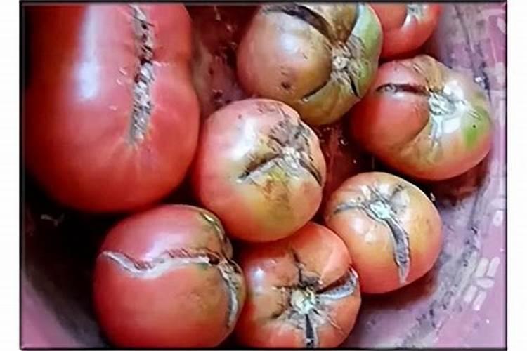 番茄种植如何科学施肥防裂果？