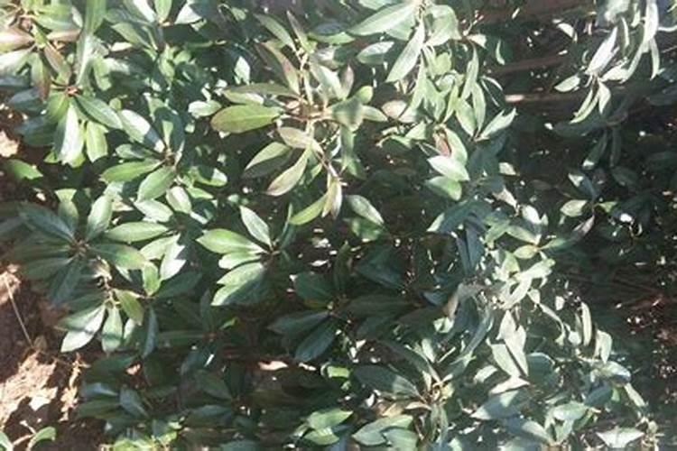 批把树七月份可以施尿素吗