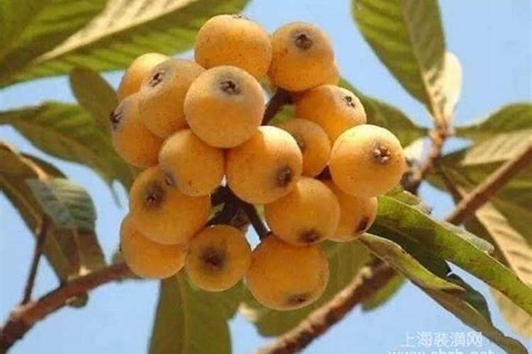 一棵枇杷树能用一斤尿素肥料吗？用完第三天枇杷树就黄了树叶全部干掉了...