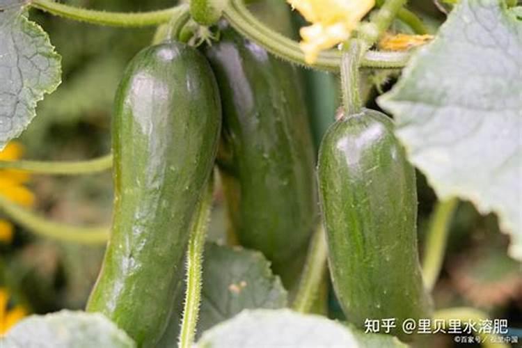 假的大量元素水溶肥对蔬菜的危害