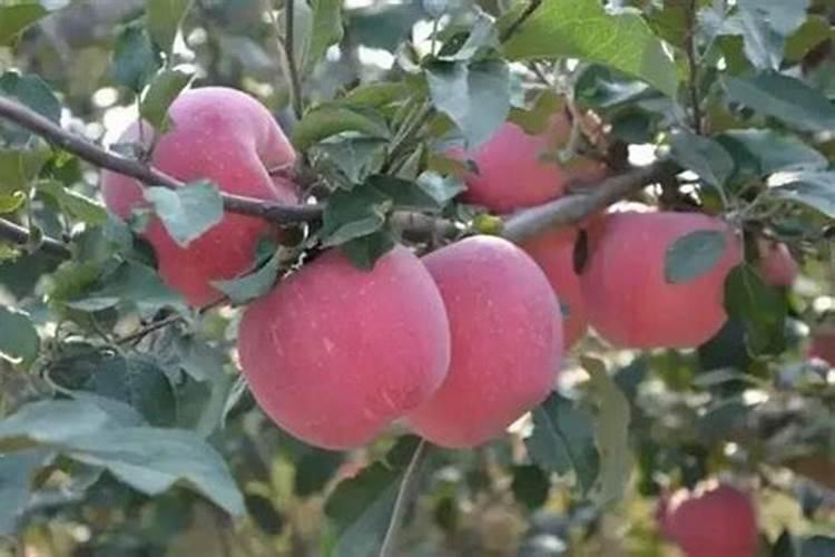 水溶肥每株苹果施多少斤