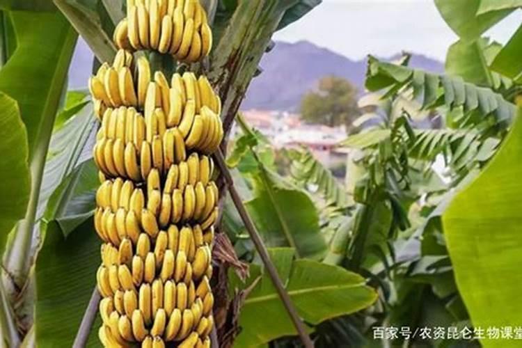 香蕉一年用多少肥？香蕉叶面肥哪家好？香蕉喷施金泰靓膨果增产