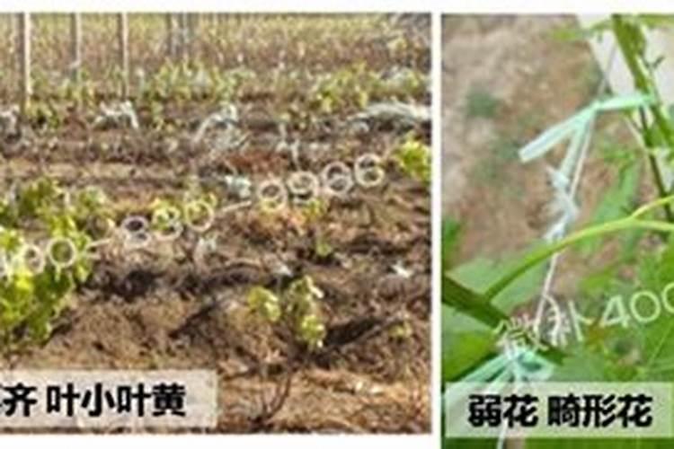 葡萄萌芽期施什么肥 葡萄萌芽期施什么肥好