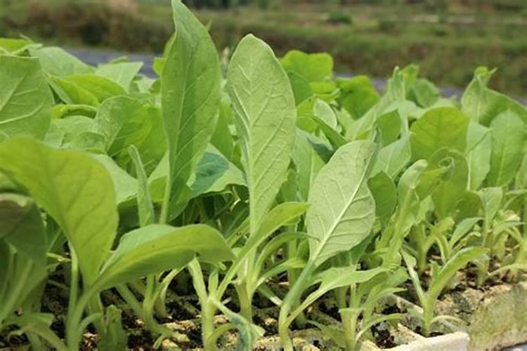 烟苗移栽最简单方法