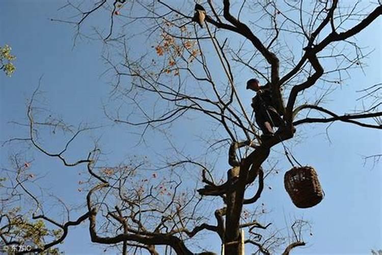 柿树高接后要怎样管理？