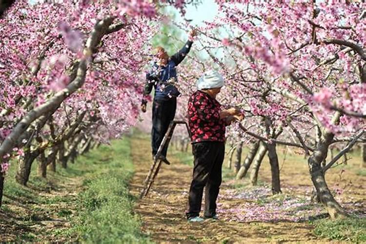 桃树怎样能增产