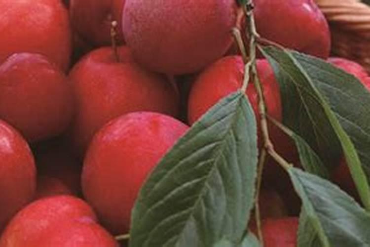 李子开花怎样保花保果