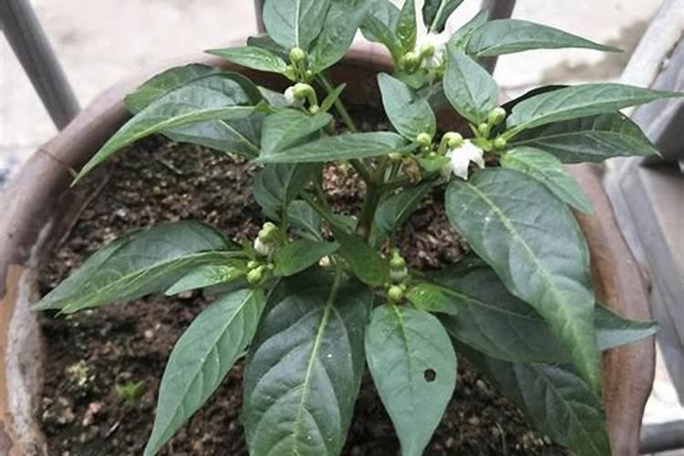 盆栽辣椒施什么肥