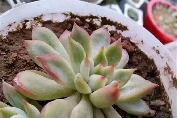 多肉夏天要不要施肥