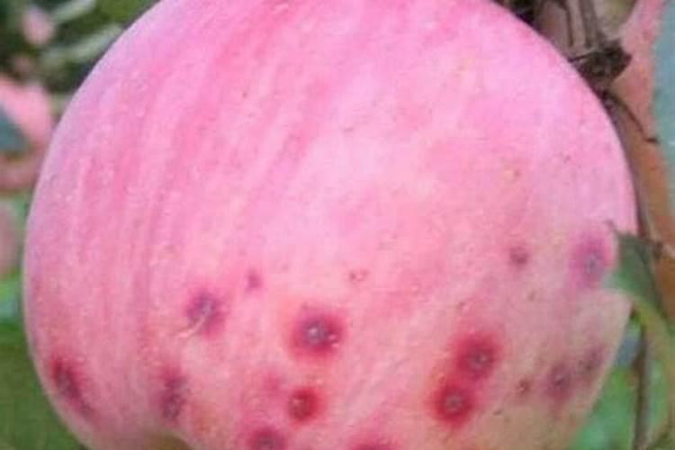 果树补钙的最佳时期