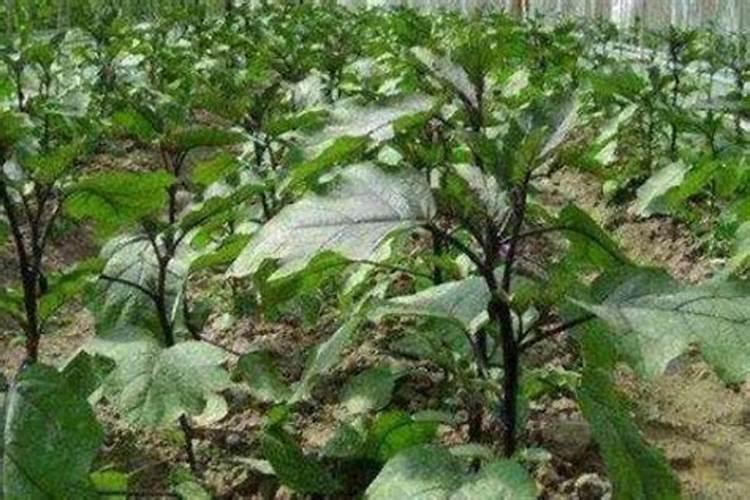 茄子浇尿素的正确方法