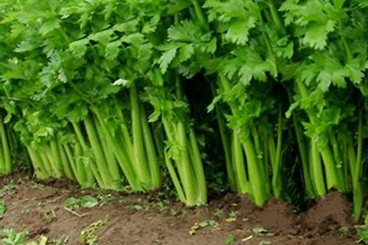 芹菜间苗后冲什么肥料