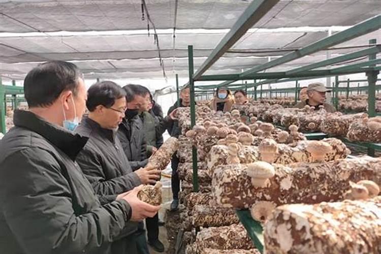 氨基酸水溶肥拌料栽培食用菌便用方法