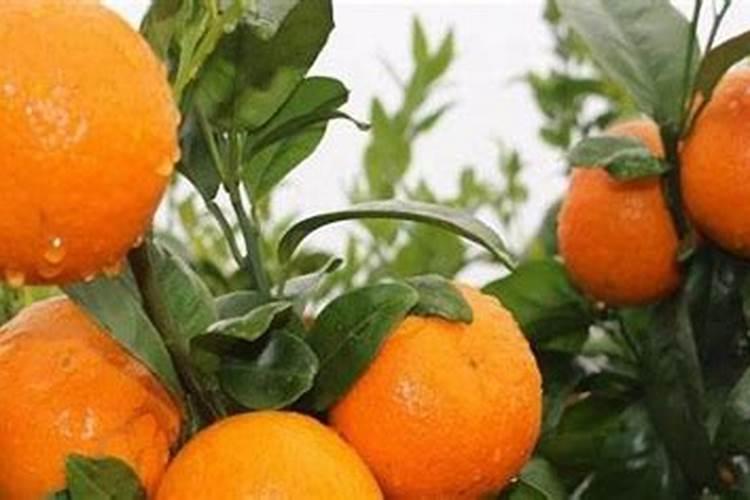 沃柑用什么叶面肥最好养活？