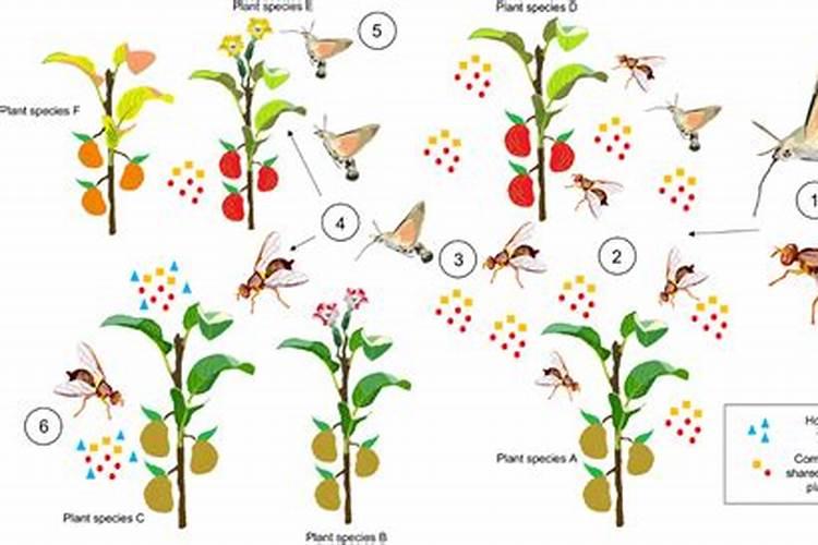 氨基酸对昆虫生长的作用