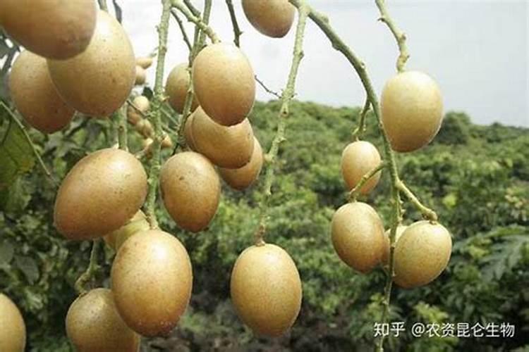 黄皮用什么肥料增甜？黄皮果实膨大需要什么肥料？黄皮膨大着色肥料“调色...