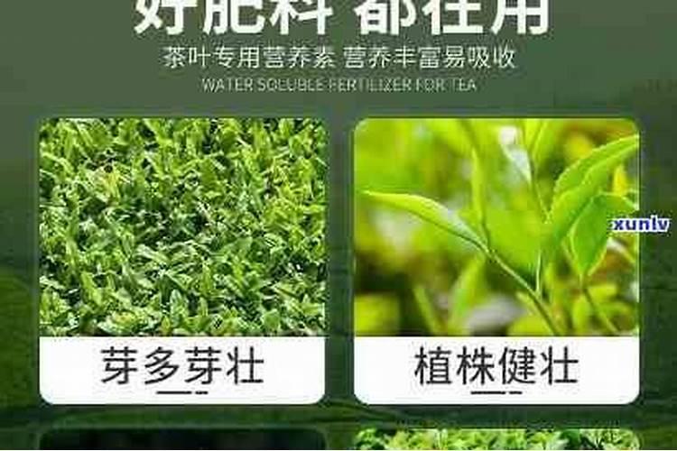 茶叶叶面肥催芽肥的正确使用