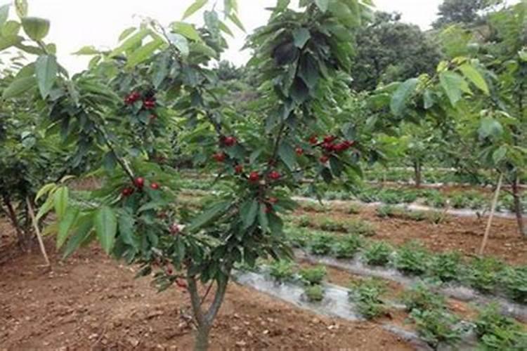 如何管理大樱桃树