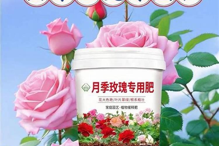 玫瑰花怎么施肥,玫瑰花施氮磷钾肥最为合适