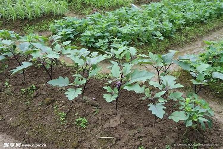 往茄子秧根部浇硼砂水行吗