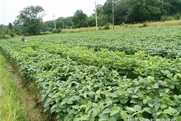 绿妃叶面肥的效果与作用是什么？