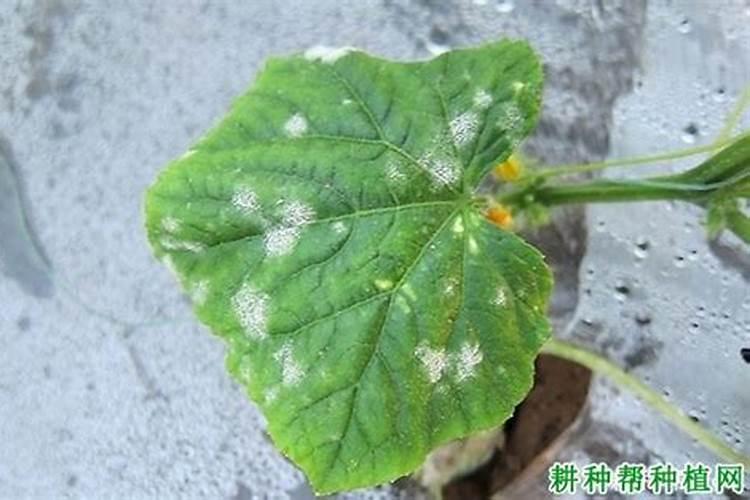黄瓜白粉,霜霉,用什么药效果些