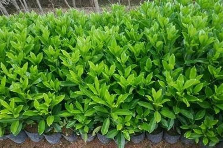 怎样给“非洲茉莉”施肥？