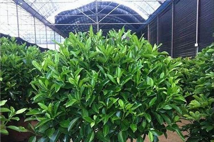 非洲茉莉如何轻松养殖