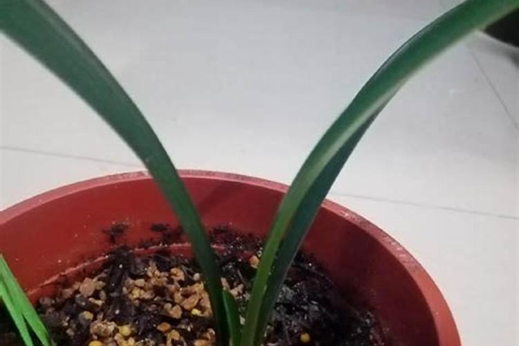 君子兰小苗与成苗用肥的区别