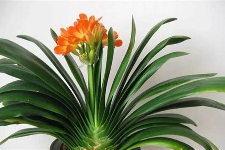 君子兰如何养护比较轻松