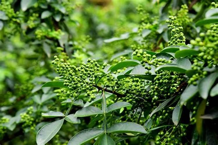 九叶青花椒一年施几次肥？