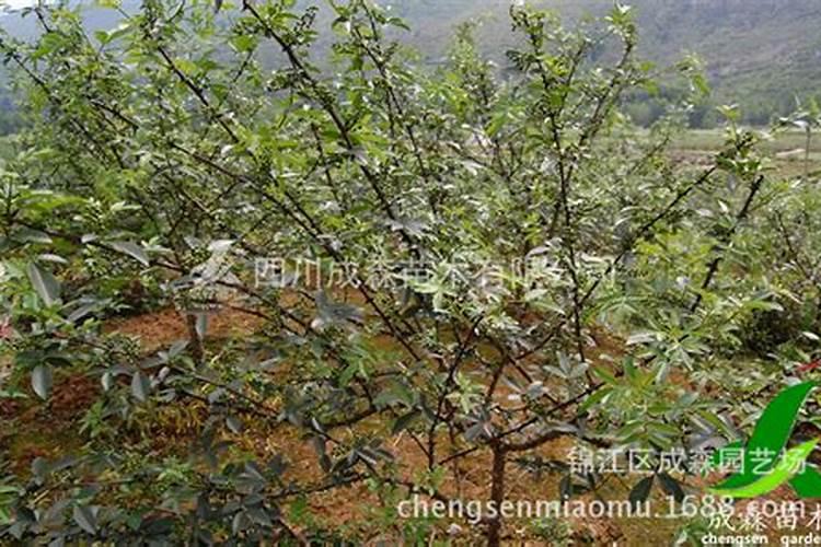 九叶青的种植适应地区