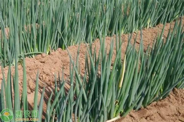 大葱最忌什么大葱肥料