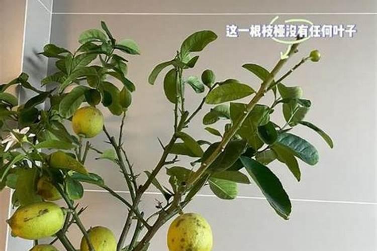 柠檬栽培管理要点