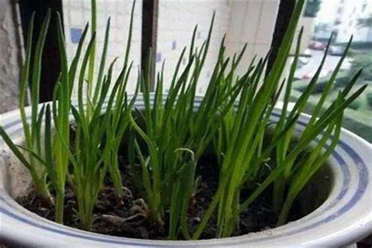 冬天栽葱的正确方法