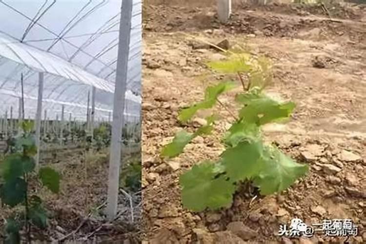 葡萄小苗需要生根肥吗？