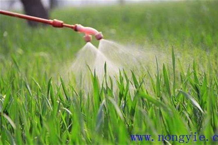 叶面肥的施肥特点有哪些方面？