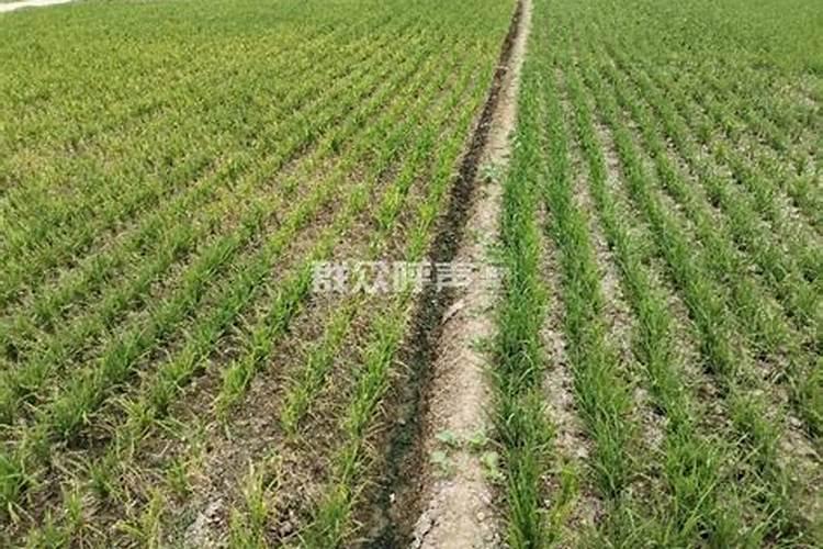 水稻缺水对产量影响最大的时期是什么,怎么补救