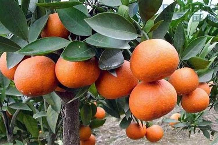 柑橘膨果期上什么肥料好？柑橘膨大期施肥用什么肥料？