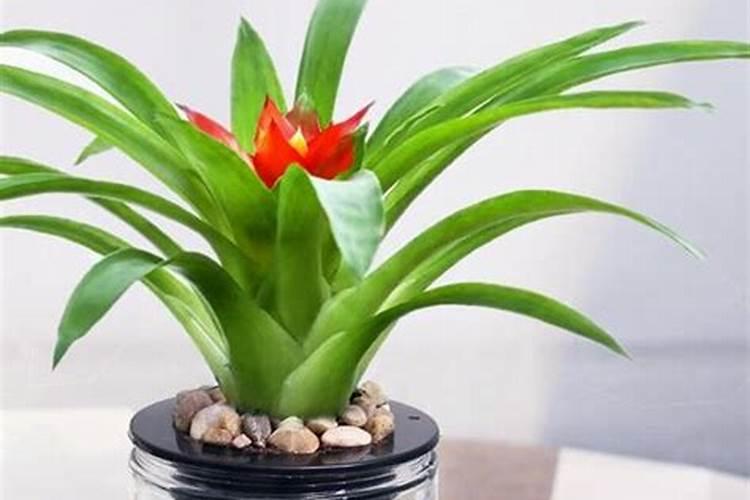 想让植物根系发达用什么肥料最好？