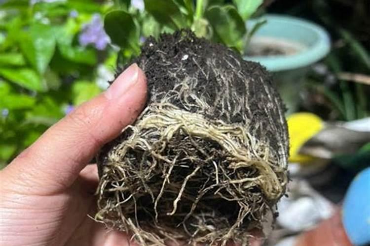 根系生长需要什么肥料