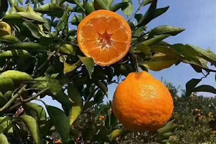 春见柑橘种植技术