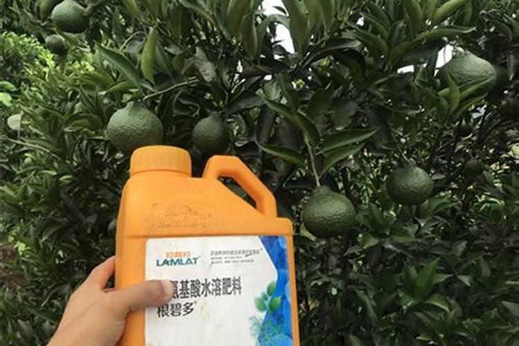 红柑橘施用什么肥料能使果实勇甜