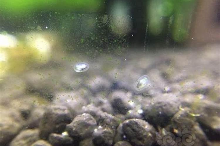 鱼缸壁上突然出现了好多一团一团的白点,是怎么回事呢？