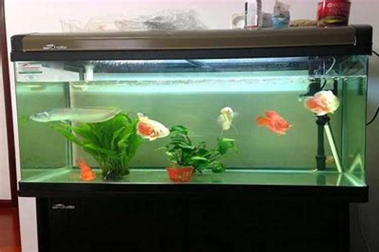 鱼缸上面白色的是什么呢？会影响鱼吗？为什么呢？