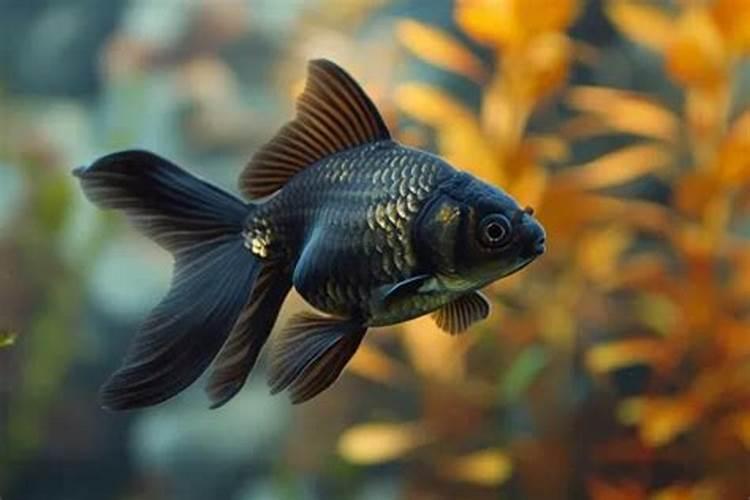 鱼缸里的水有白点是怎么回事？