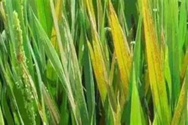 水稻叶面肥打多了叶尖发黄？