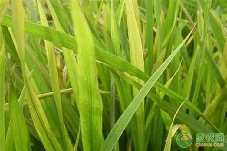 水稻叶尖发黄干枯是什么原因