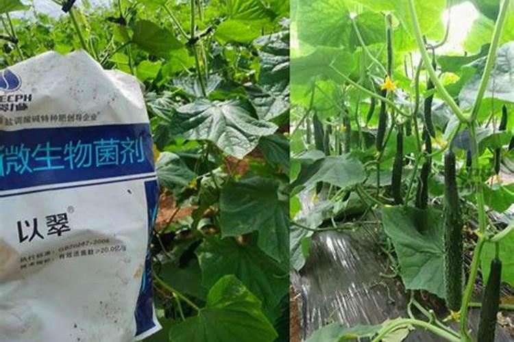 黄瓜用什么肥才能使产量高？